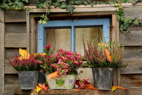 Fototapeta Naklejka Na Ścianę i Meble -  Herbstliche Blumendekoration vor altem Holzfenster