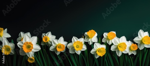 Spring daffodils in yellow and white on a dark green backdrop © AkuAku