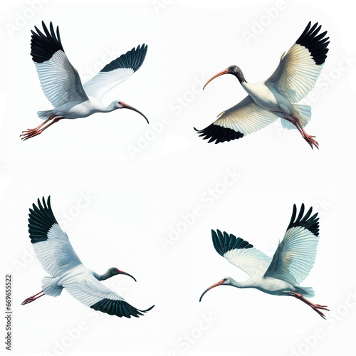 A set of male and female White Ibises flying on a white background
