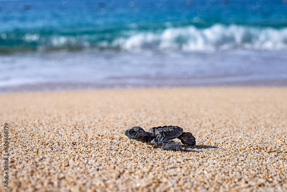 A baby sea turtle ( caretta caretta ) died on the sands because of plastic pollution. A sea turtle can not reach the sea after hatch from egg. A baby sea turtle ( caretta caretta ) died on the sands because of plastic pollution. A sea turtle can not reach the sea after hatch from egg.