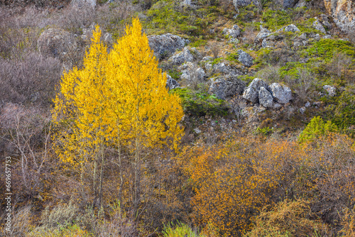 Tree in autumn colors in th...