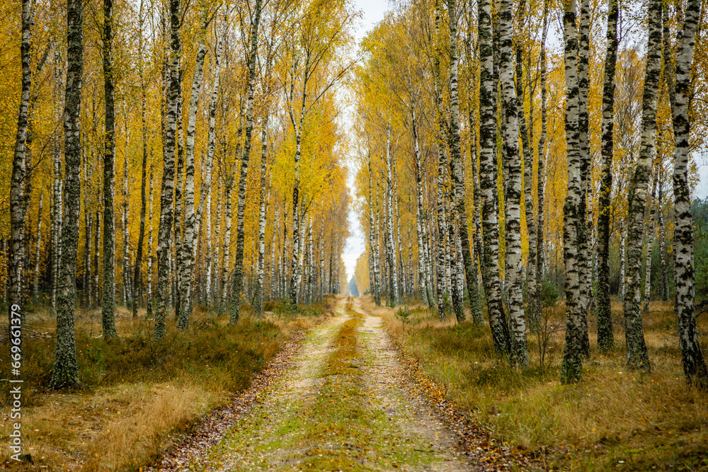 Jesienny las brzozowy - obrazy, fototapety, plakaty 