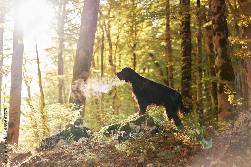 Gordon Setter in Forest, Black dog with long fur standing on mossy rock amidst sunlit trees, capturing an essence of adventure and nature Gordon Setter in Forest, Black dog with long fur standing on mossy rock amidst sunlit trees, capturing an essence of adventure and nature