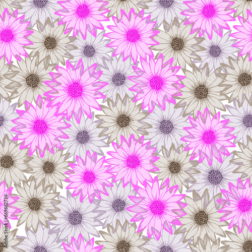 Dimorphotheca colorful summer repeat pattern. Rudbeckia daisy bloom