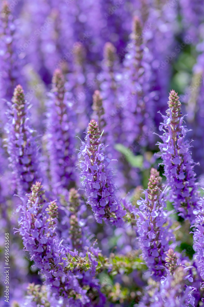 Obraz premium Salvia nemorosa the woodland sage beautiful bright color purple blue flowers in bloom, Balkan clary flowering plants in the gard