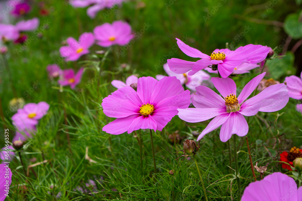 Cosmos bipinnatus flowering white garden mexican aster plants, group of petal flowers in bloom on green shrub