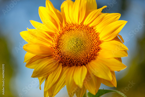 sunflower on a sky