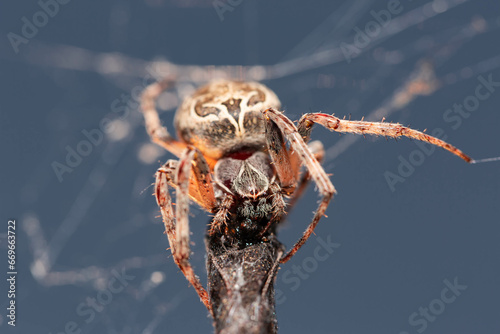 spider on a web
