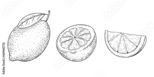 Lemon drawing. Citrus fruit. Lime lemon vector set. Food. illustration.