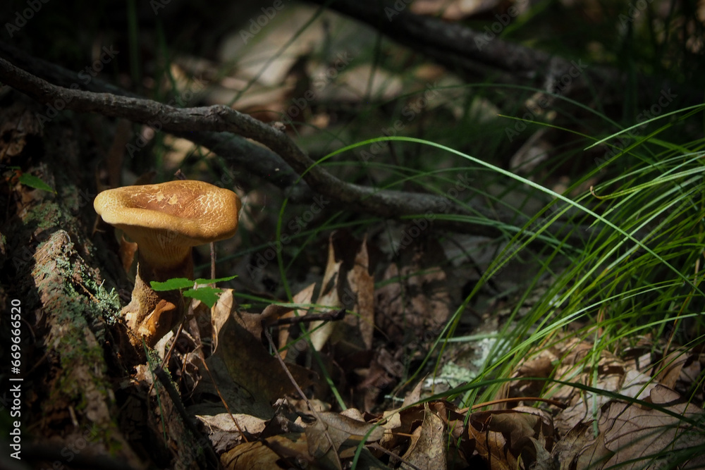 Mushroom Growing on Log in the Forest Mushroom Growing on Log in the Forest
