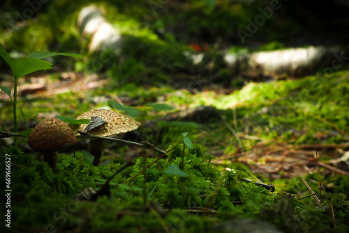 Mushroom Growing in Moss in the Forest
