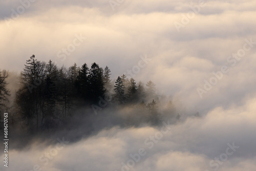 Wald in den Wolken photo