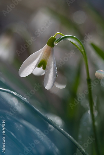 Wet snowdrops