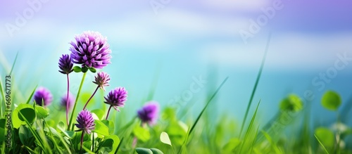 Summer wild clover blooms in purple