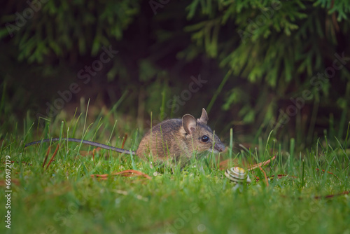 a portrait from a yellow necked mouse, apodemus flavicollis, in the garden on the floor at a autumn morning photo