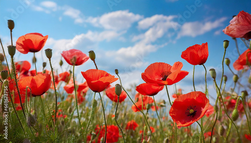 Red poppy flowers against the blue sky. © Beste stock