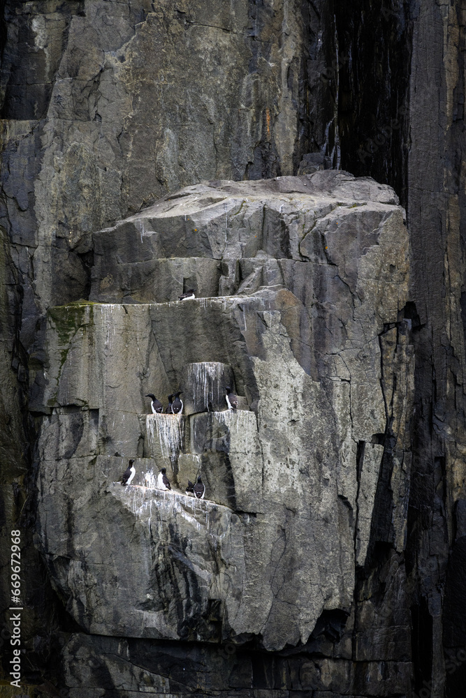 Brunnich's Guillemots nesting on bird cliffs on Mount Guillemot on Alkefjellet, Nordauslandet, Hinlopen Straight, arctic tourism expedition around Svalbard
Brunnich's Guillemots nesting on bird cliffs on Mount Guillemot on Alkefjellet, Nordauslandet, Hinlopen Straight, arctic tourism expedition around Svalbard