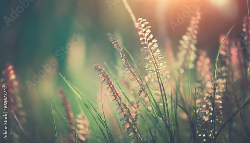 Wild grass in the forest at sunset. Macro image  shallow depth of field. Abstract summer nature background. Vintage filter