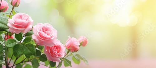 Blooming pink rose with blurred green leaves and bokeh light perfect as a background