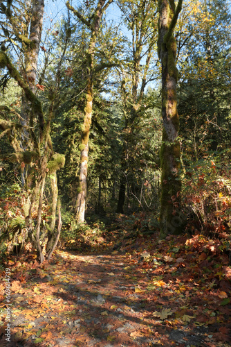 Fall leaves covering a hiking trail at Buntzen Lake in Anmore, British Columbia, Canada photo