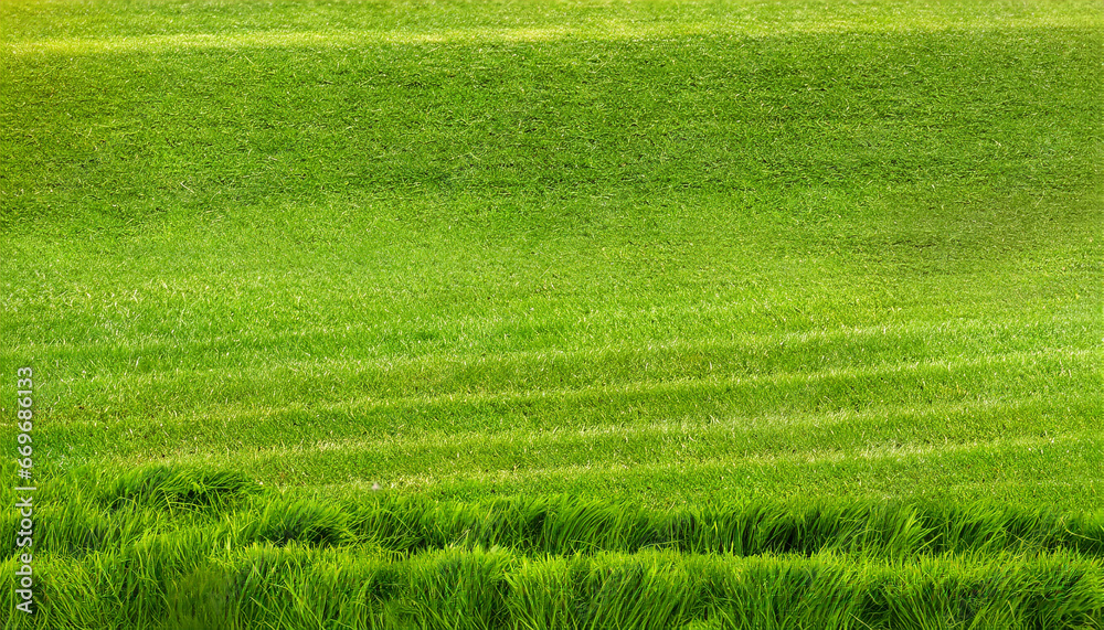 wide format background image of green carpet of neatly trimmed grass beautiful grass texture on bright green mowed lawn field grassplot in nature - obrazy, fototapety, plakaty 