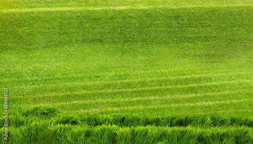 wide format background image of green carpet of neatly trimmed grass beautiful grass texture on bright green mowed lawn field grassplot in nature photo