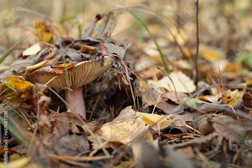 Fresh russula mushroom growing out of fertile soil enriched with bio mass among dry leaves in autumn forest