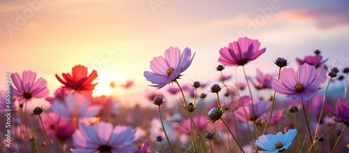 Sunset reveals blooming cosmos flowers