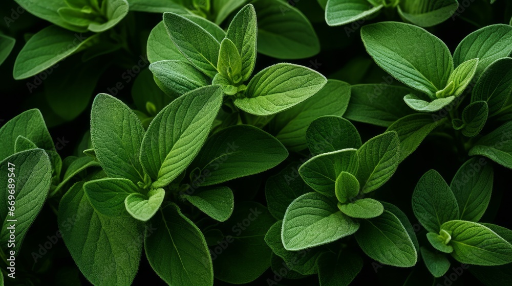 A green background of close Up Sage Herbs A green background of close Up Sage Herbs