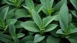 A green background of close Up Sage Herbs