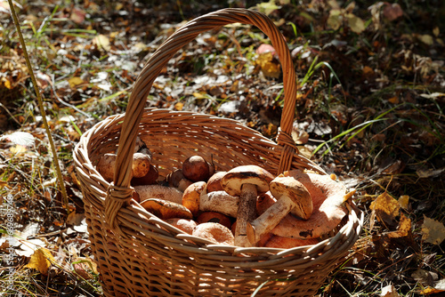 Medium sized handmade basket full of fresh boletus and milk cap mushrooms standing on the ground covered with dry leaves