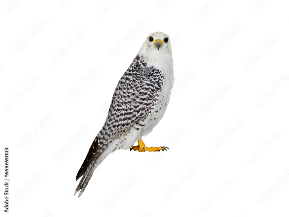 Fotografija falco rusticolus isolated on white background
