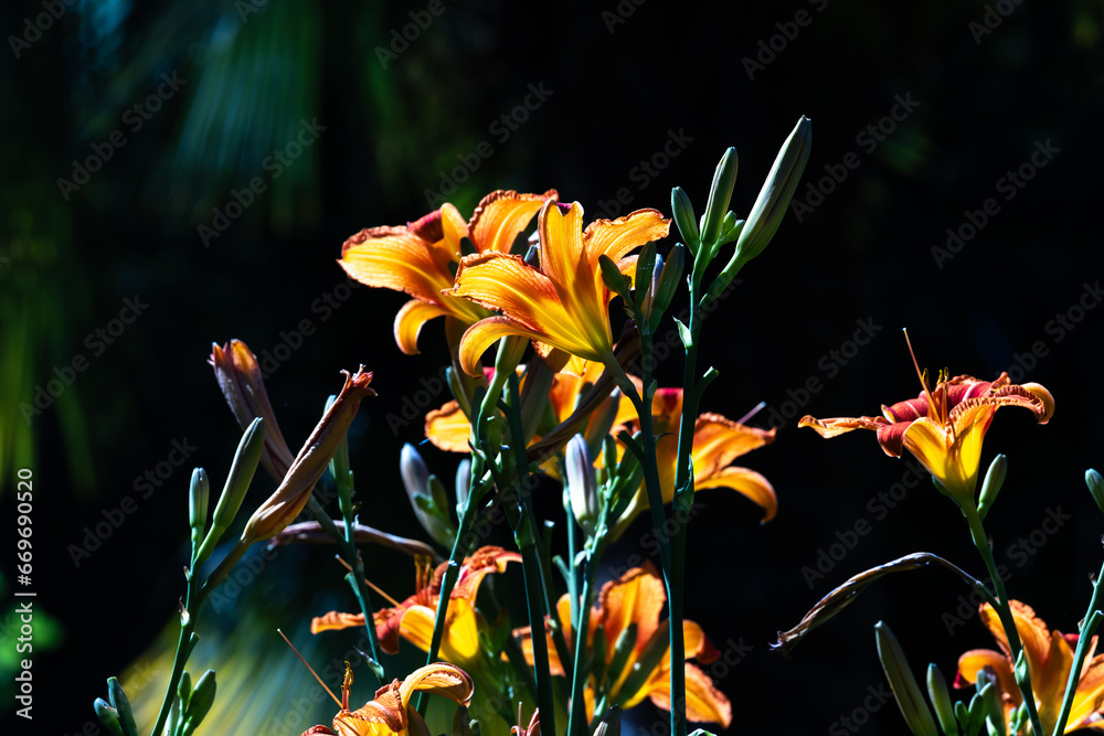 Φωτογραφία Wild Lilies Day lily against Background - Beautiful Summer Wildflowers in Nature