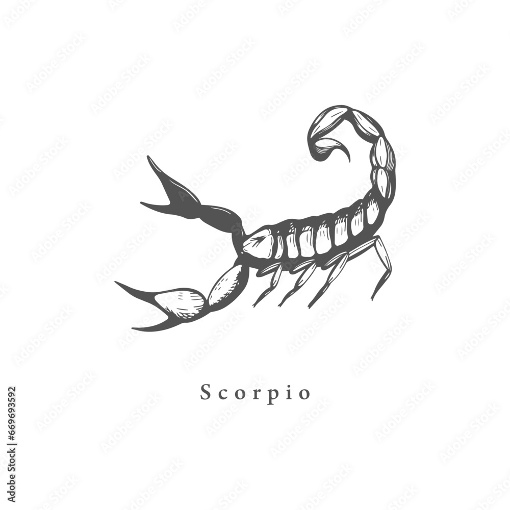 Scorpio zodiac symbol, hand drawn in engraving style.