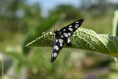 butterfly on a leaf