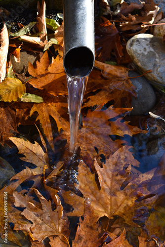 autumn leaves in the water