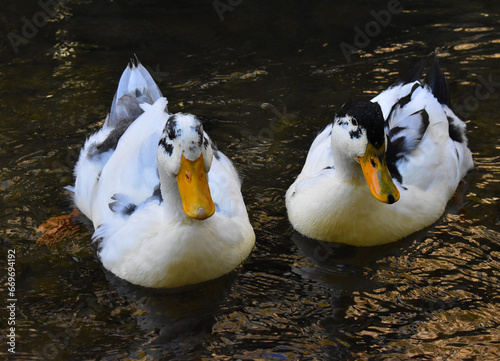two ducks on the water
