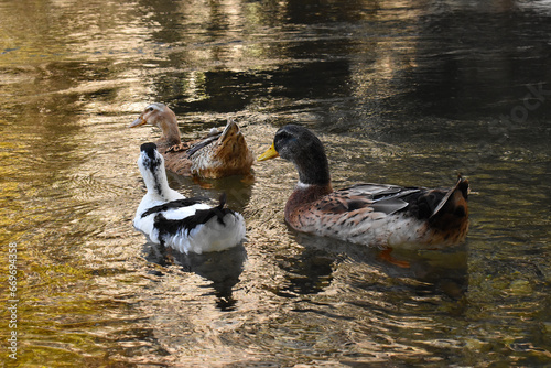 ducks on the lake