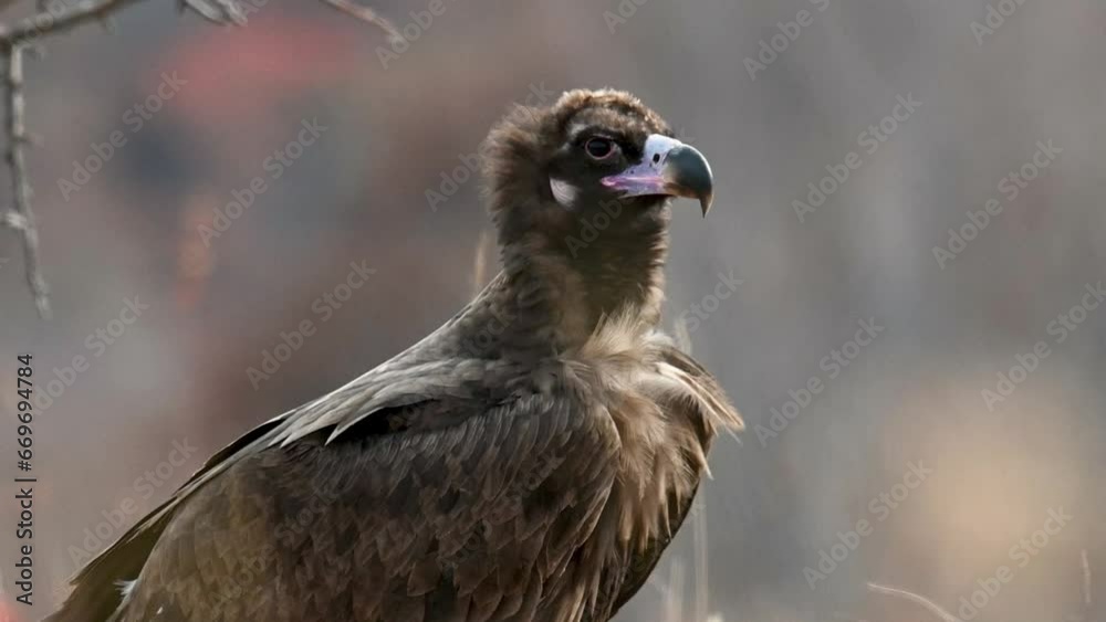 Cinereous vulture Aegypius monachus In the wild. Slow motion.
