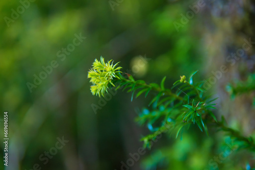 naturaleza en primer plano