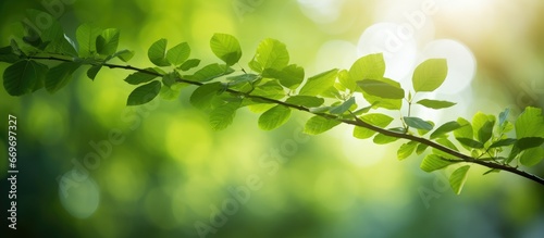 Green nature in a sunlit forest with bokeh leaves