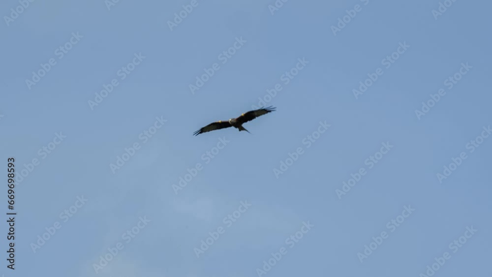 red kite (Milvus milvus) soaring with wings fully extended in a blue sky red kite (Milvus milvus) soaring with wings fully extended in a blue sky