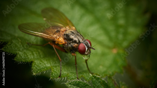 Fly - blowing a bubble