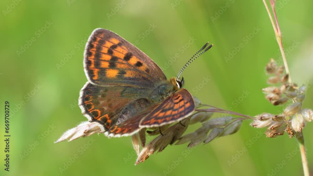Lycaena tityrus. Small butterfly of the Lycaenidae family, also known as the dark mantle. Lycaena tityrus. Small butterfly of the Lycaenidae family, also known as the dark mantle.
