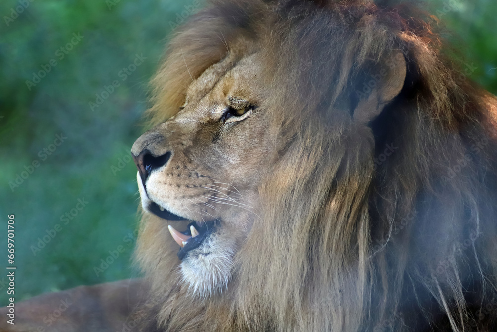 Portrait de lion