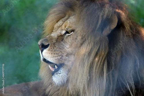 Obraz na płótnie Portrait de lion w salonie