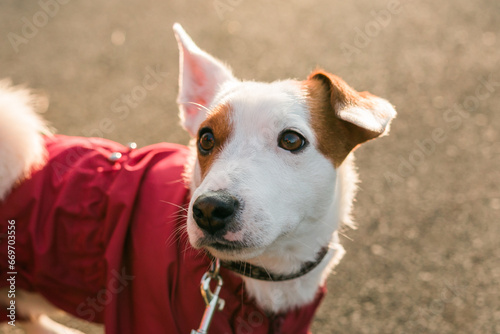 Close up portrait of cute Jack Russell dog in suit walking in autumn park. Puppy pet is dressed in sweater walks