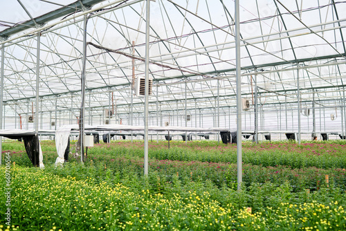 Abundance of yellow flowers growing on wide flowerbeds in industrial greenhouse which is property of farmer or some other producer