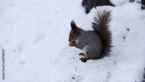 Squirrel with grey fur sitting on the snow ground in the forest and eating hazelnut.