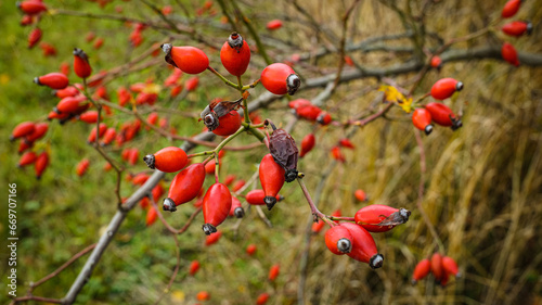 The red fruits that appear in autumn